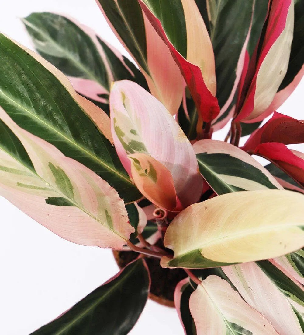Calathea Stromanthe Triostar - Image 5