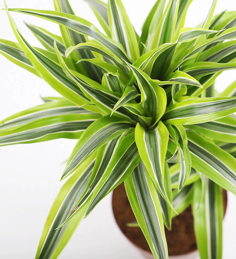 Dracaena Lemon & Lime - Image 2