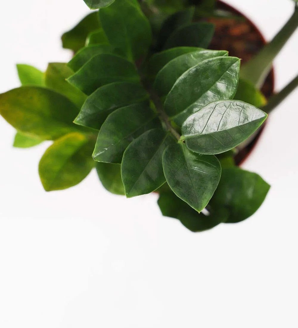 ZZ Plant - Image 5
