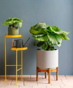 Calathea Orbifolia