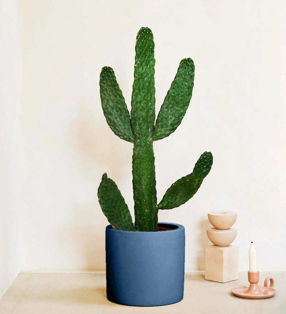 Cowboy Cactus & Pot - Image 4