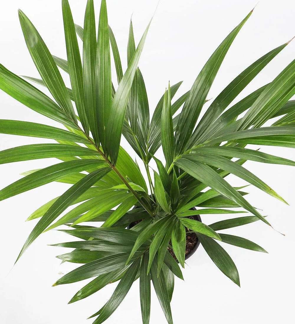 Tall Kentia Palm - Image 5