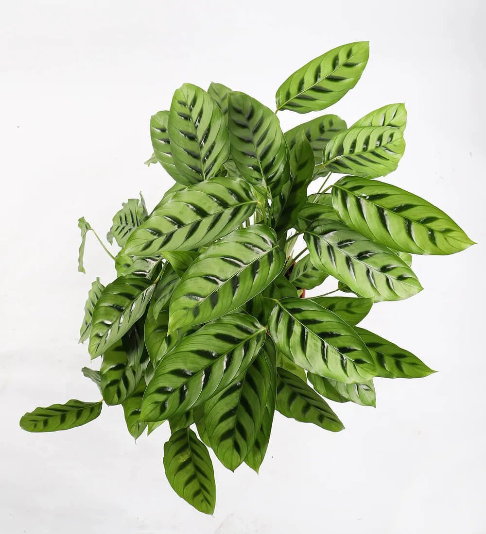 Calathea leopardina - Image 3