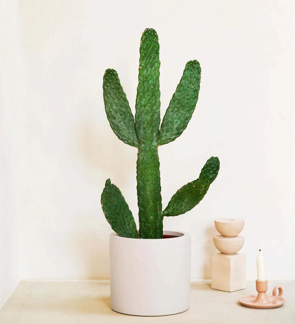 Cowboy Cactus & Pot - Image 3