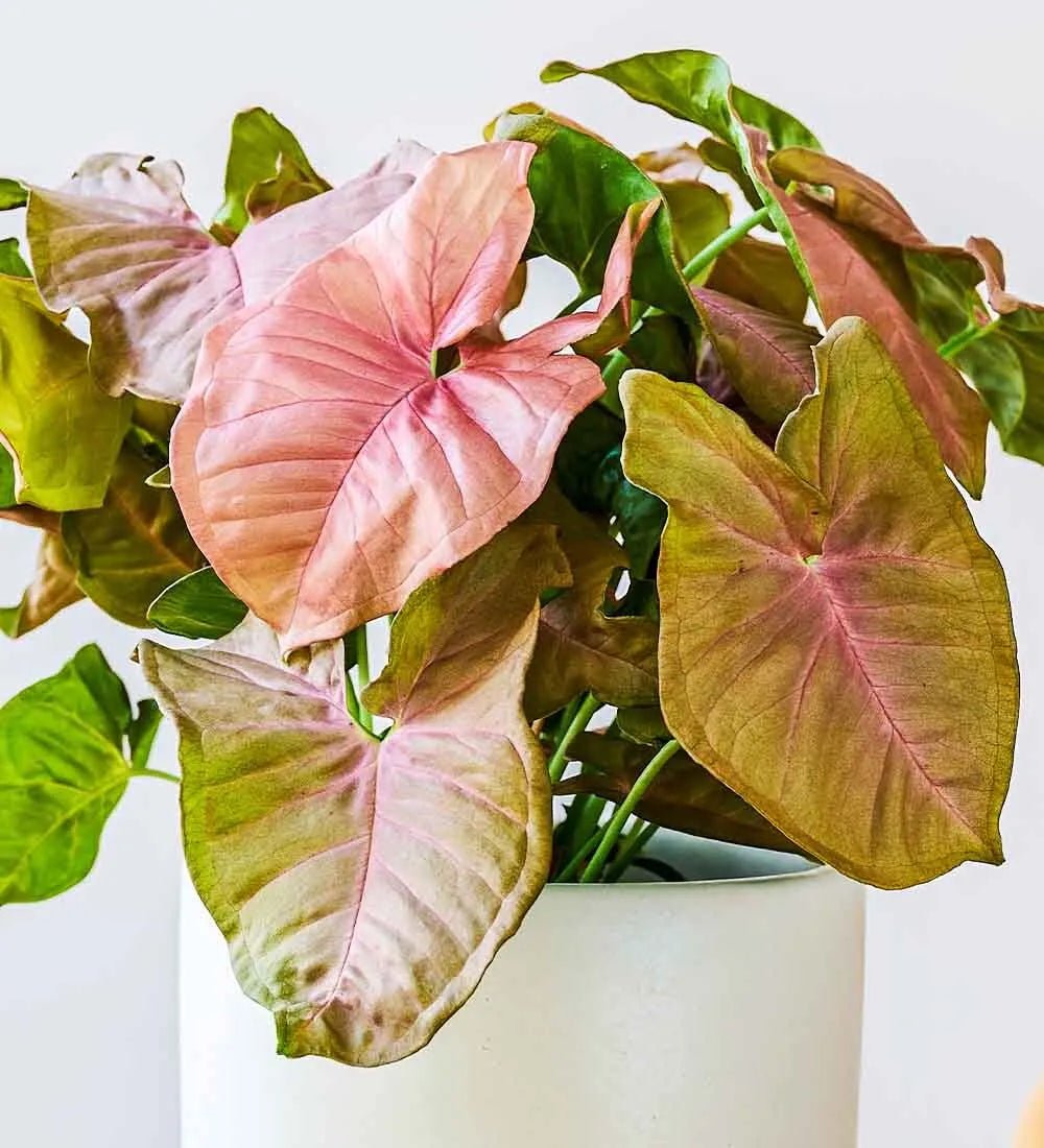 Syngonium & Pot - Image 2
