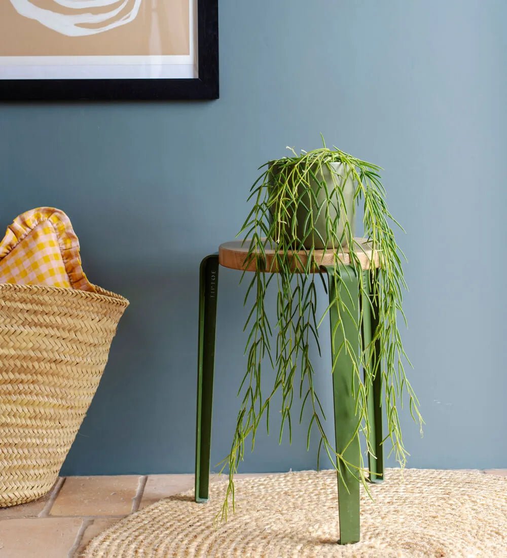 Hanging Plant Bundle - Image 4