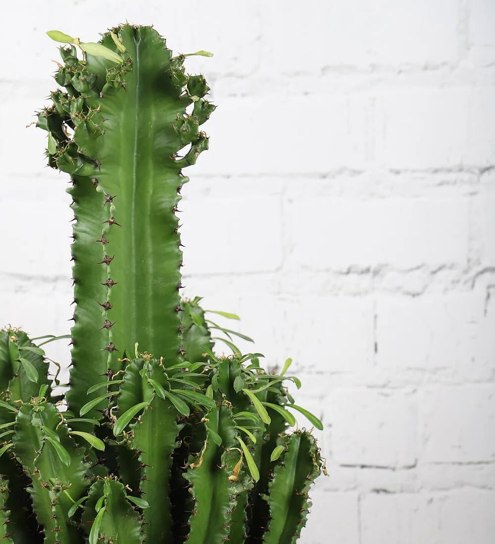 Tall Euphorbia Trigona Cactus - Image 4