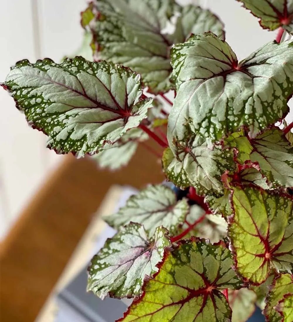 Begonia Beleaf - Image 7
