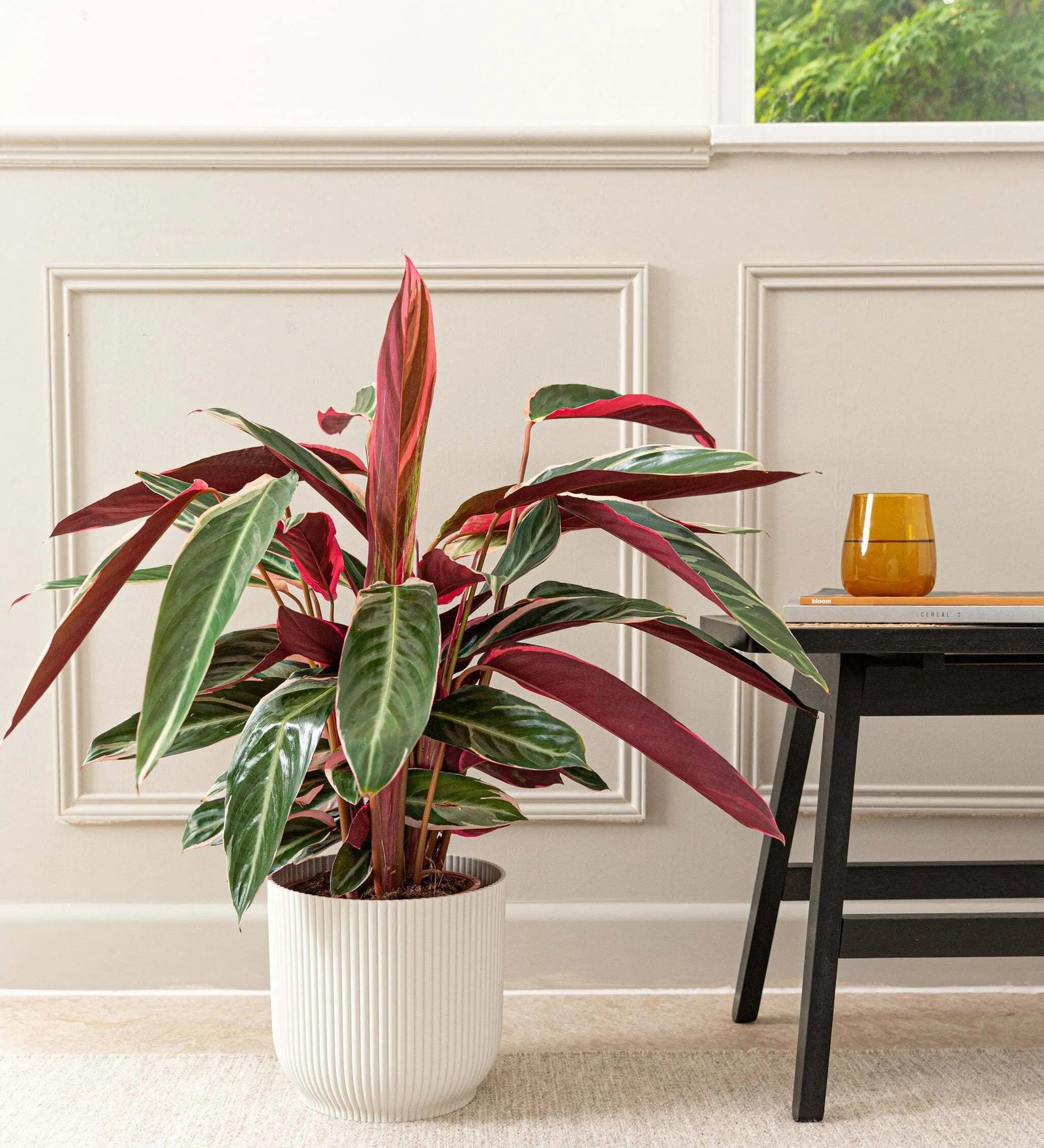 Calathea Stromanthe Triostar - Image 2