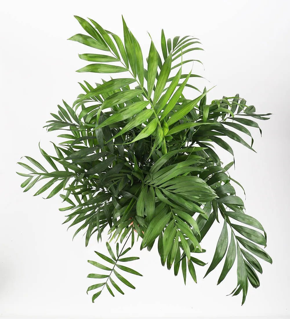Parlour Palm - Image 3