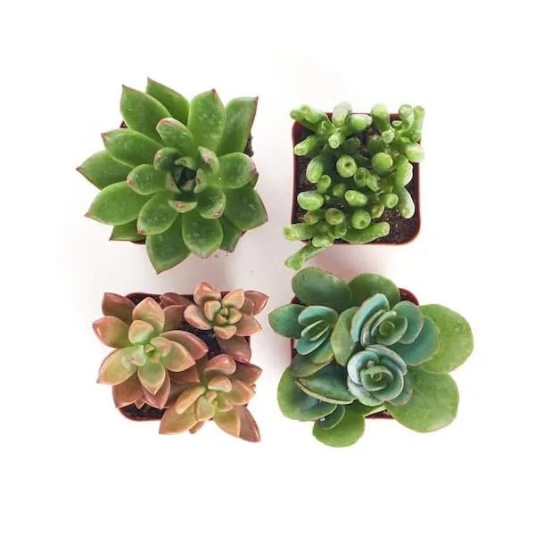 2 in. Assorted Succulent - Image 4