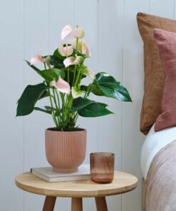 Peach Anthurium & Pot