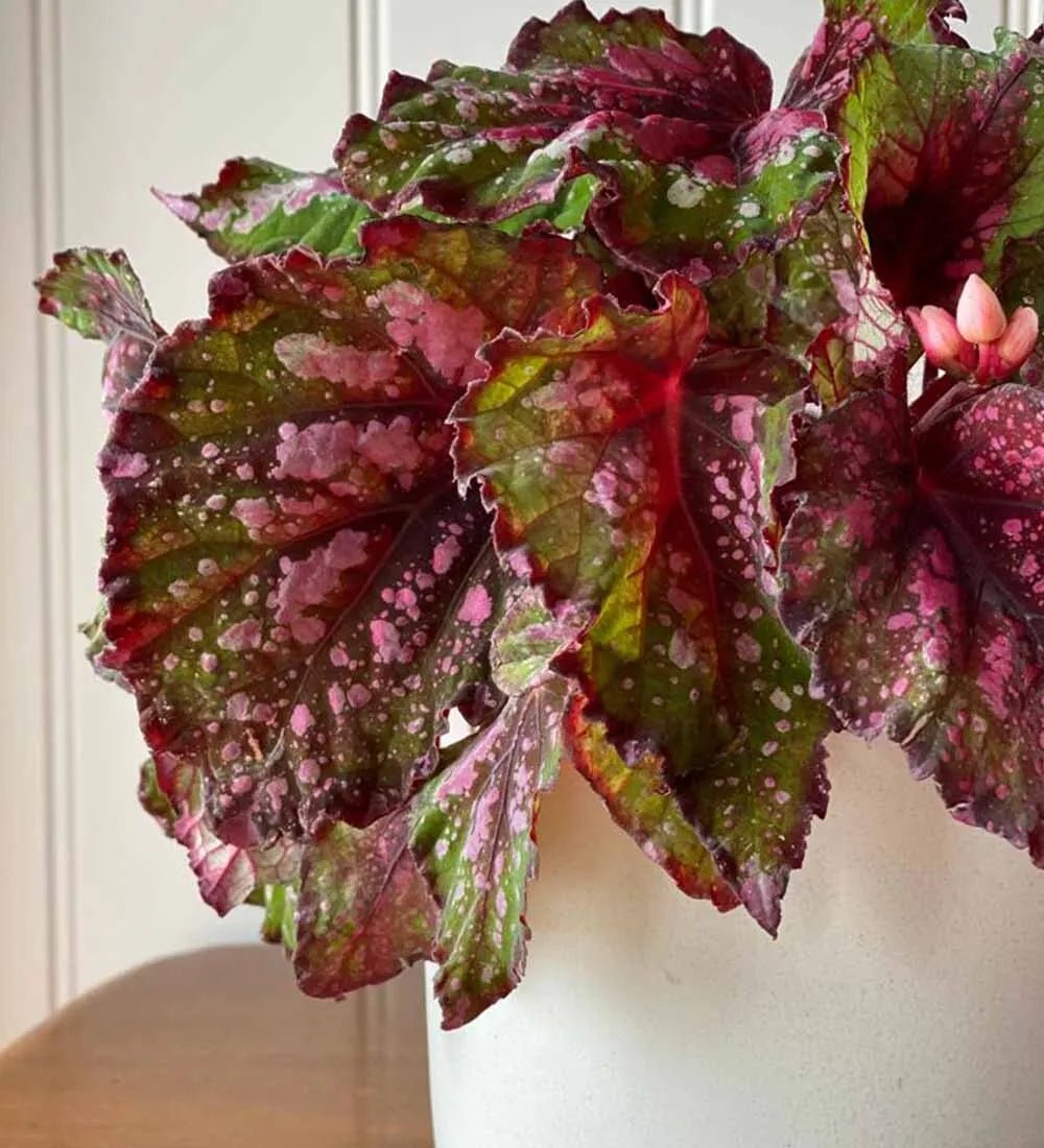 Begonia Beleaf - Image 5