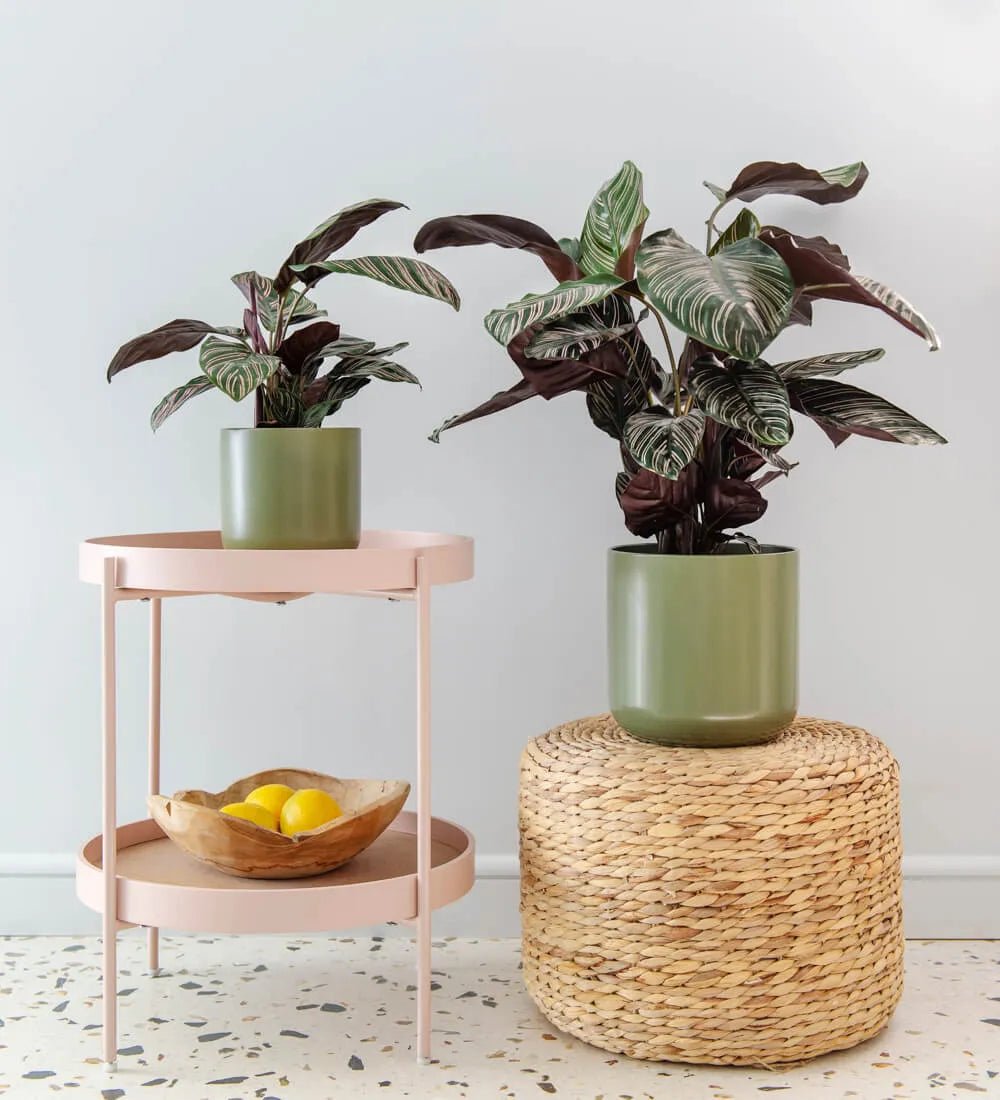 Calathea Sanderiana - Image 2
