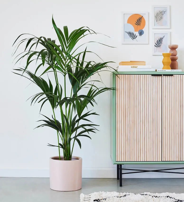 Kentia Palm & Pot - Image 2