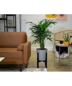 Cat Palm House Plant in 9.25-in Planter