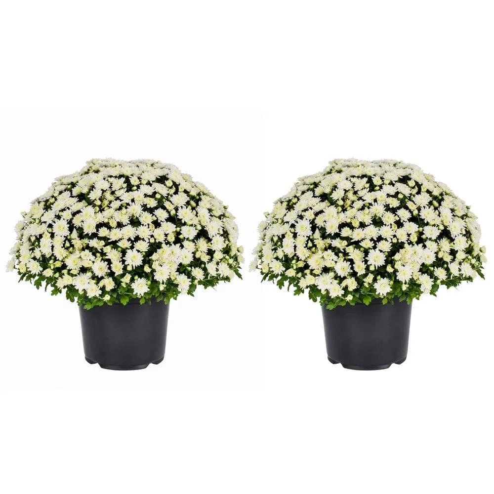 Live White Chrysanthemum (Mama) Plant - Image 8