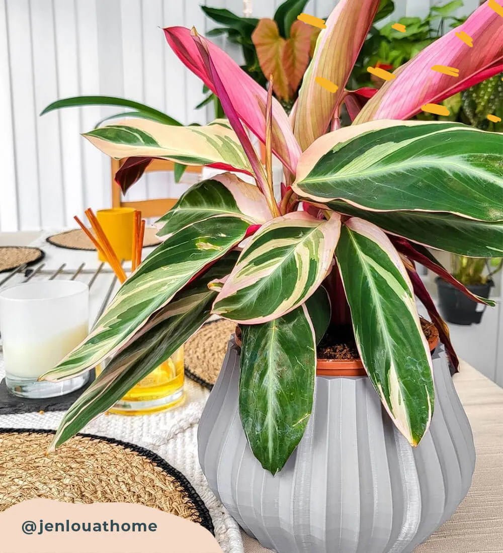 Calathea Stromanthe Triostar - Image 4