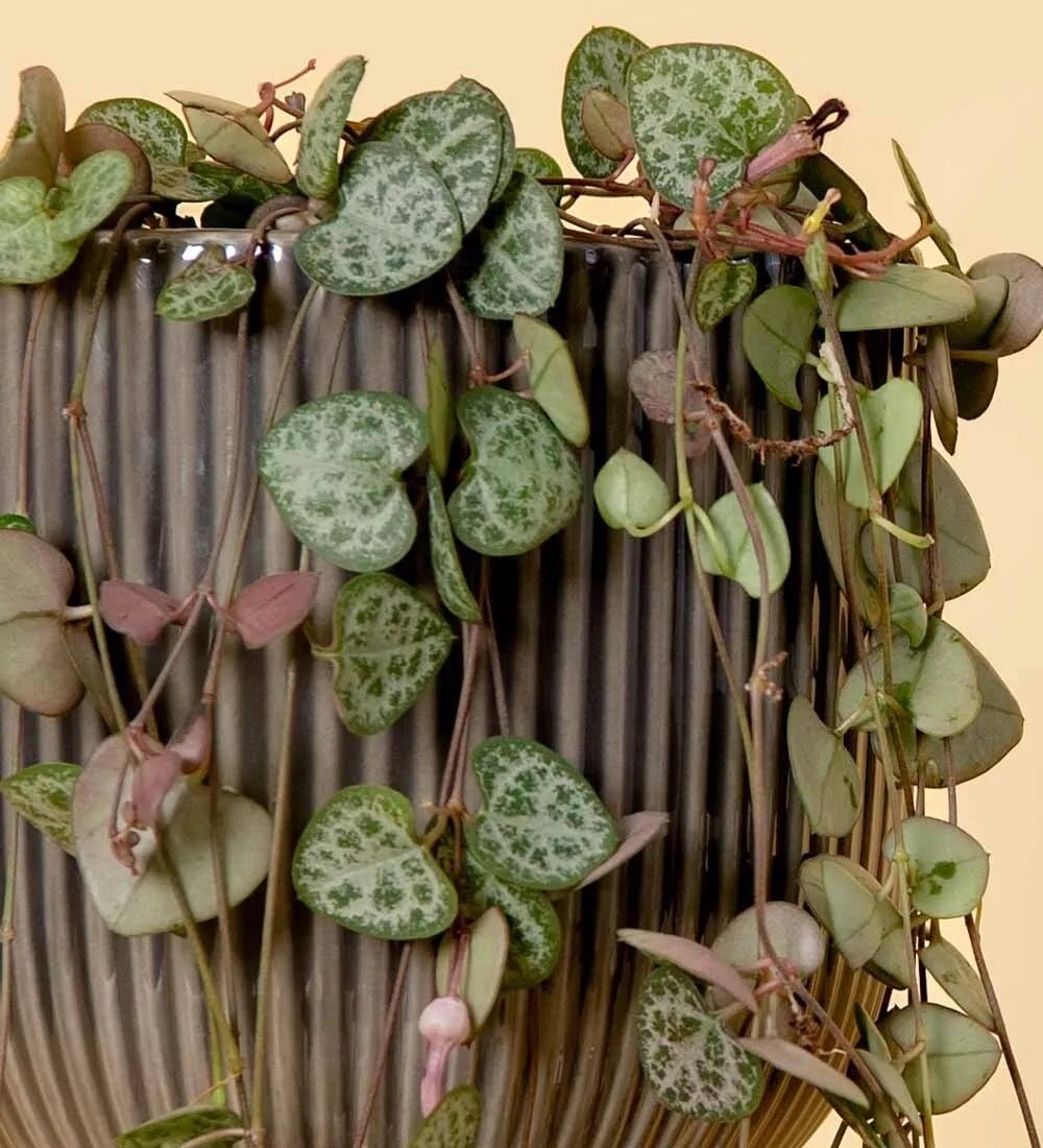 String of Hearts - Image 2