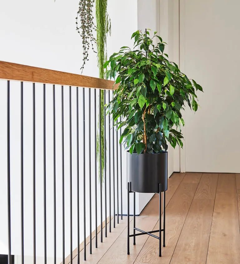 Ficus Benjamina - Image 2