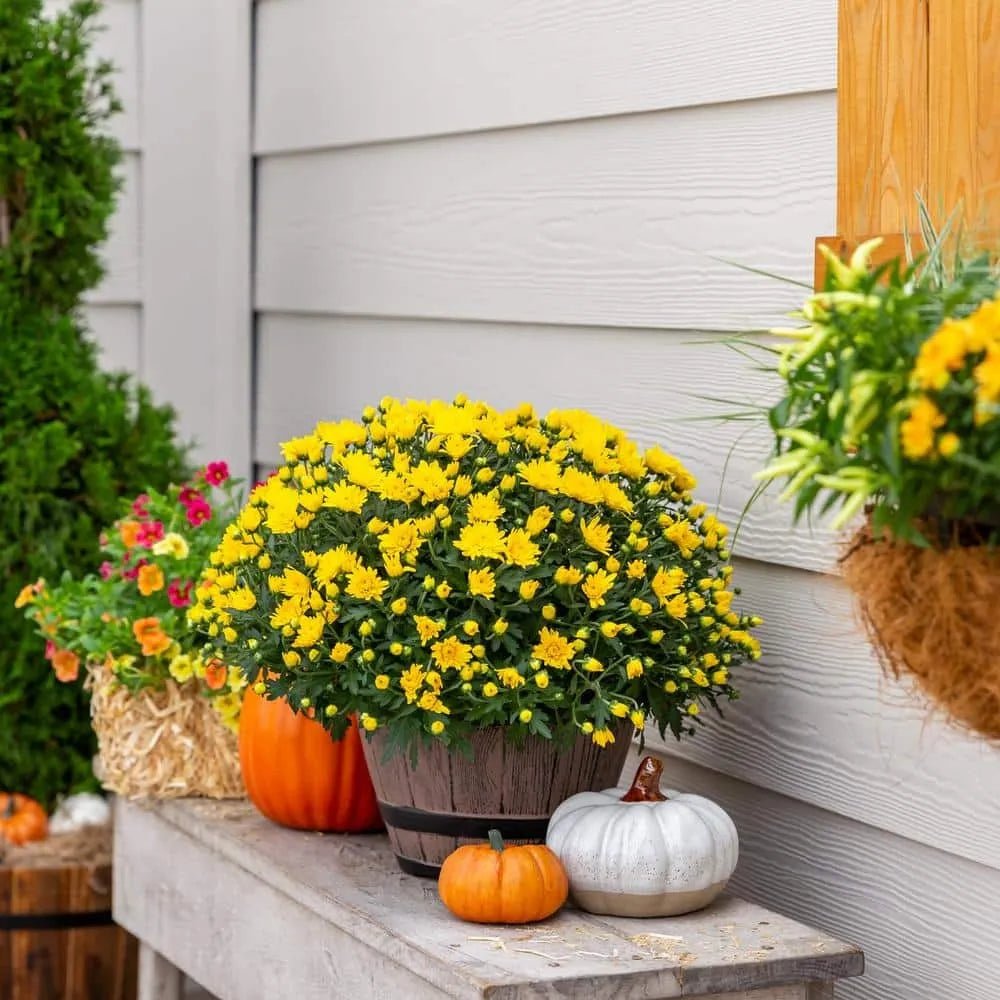 Live White Chrysanthemum (Mama) Plant
