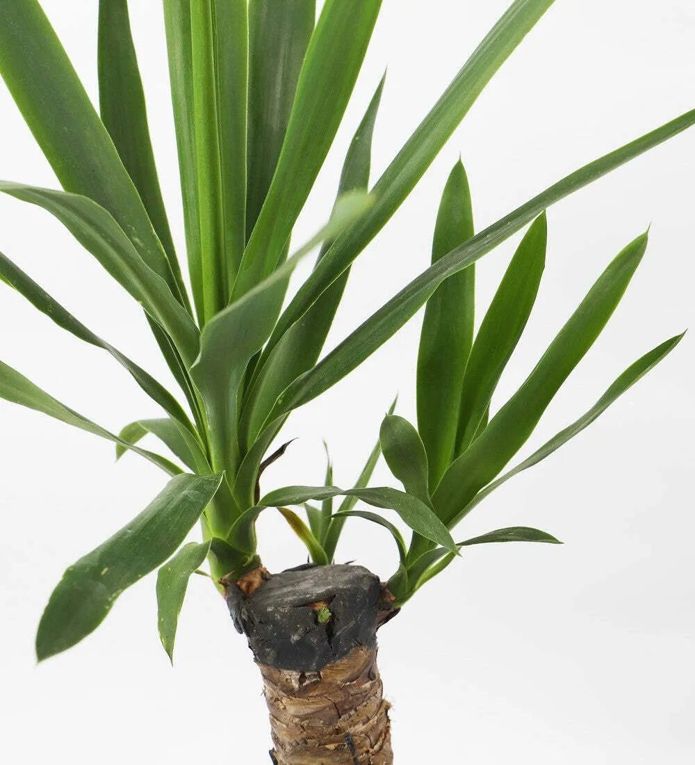 Yucca Plant - Image 3