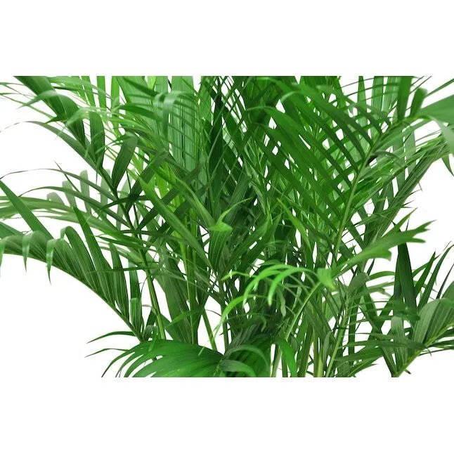 Cat Palm House Plant in 9.25-in Planter - Image 4