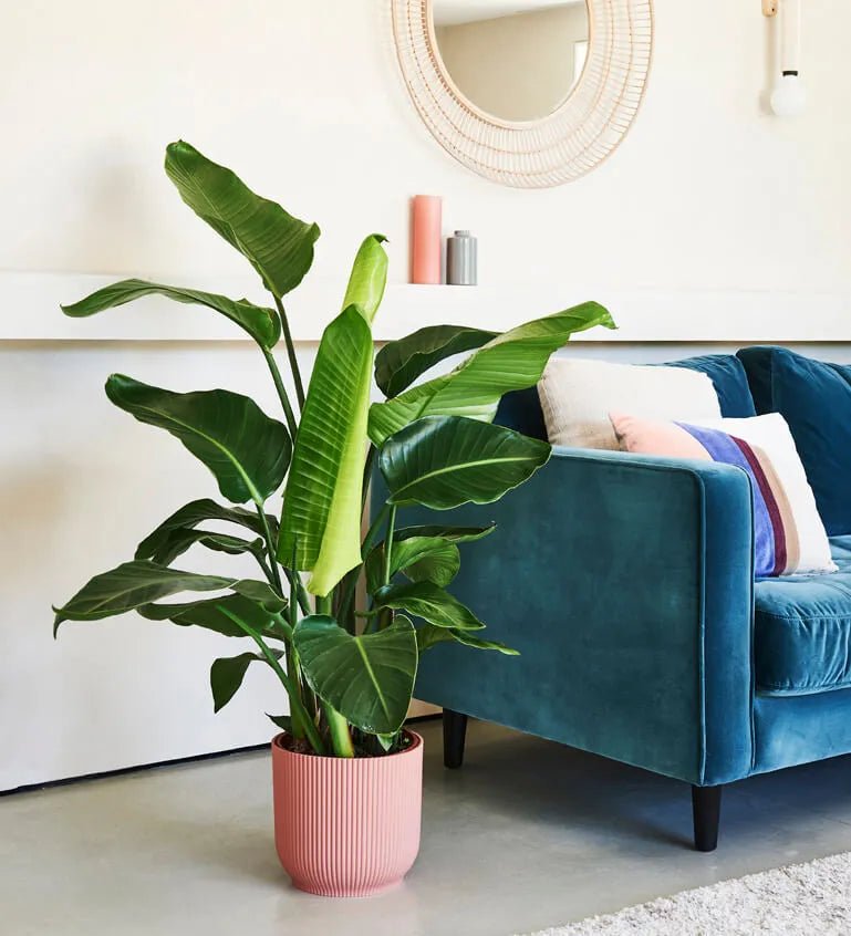 Tall Bird of Paradise