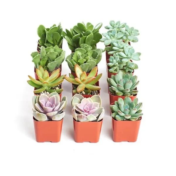 2 in. Assorted Succulent - Image 9