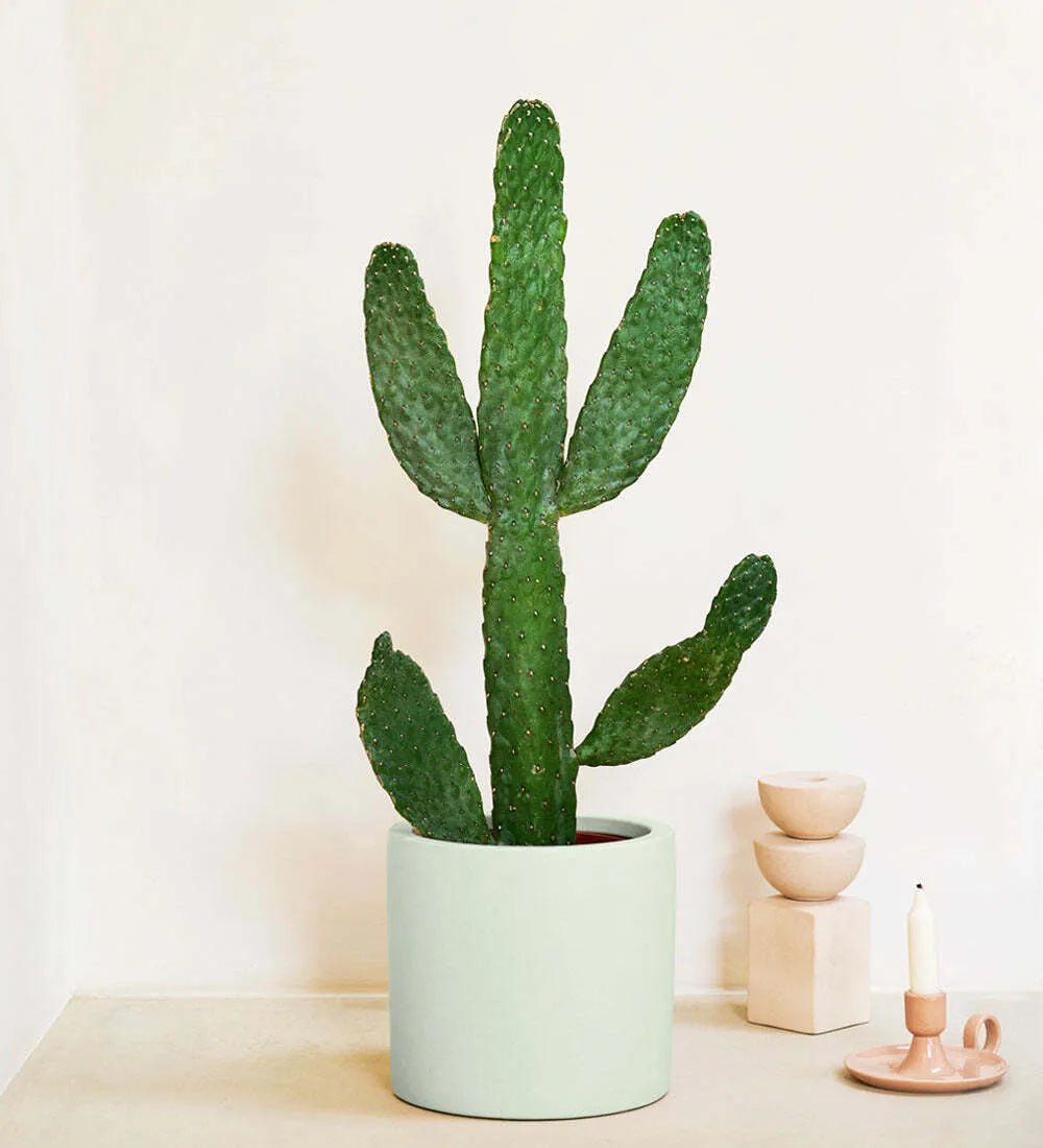 Cowboy Cactus & Pot - Image 5