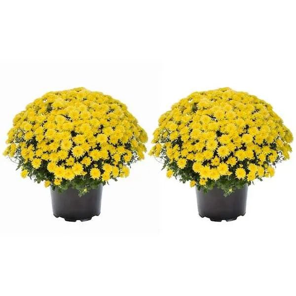 Live White Chrysanthemum (Mama) Plant - Image 7