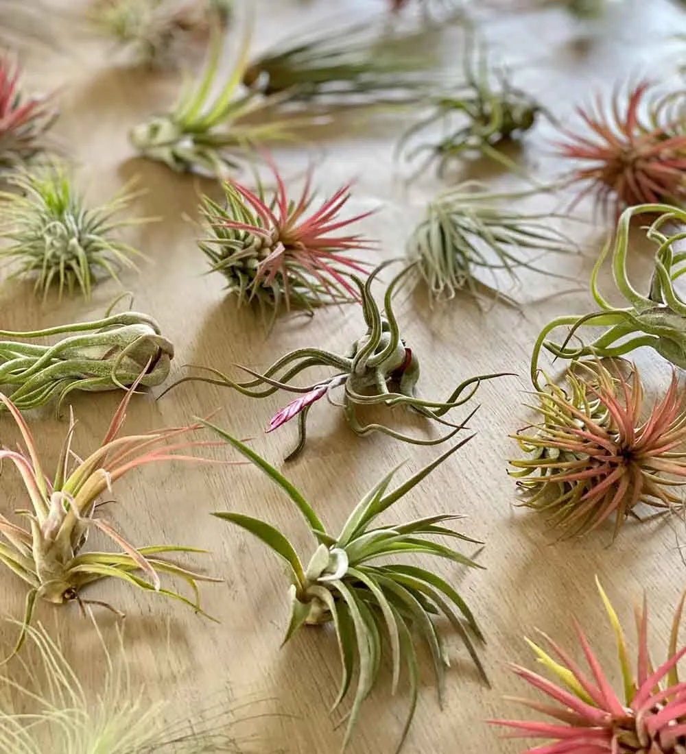 Air Plants Trio - Image 2